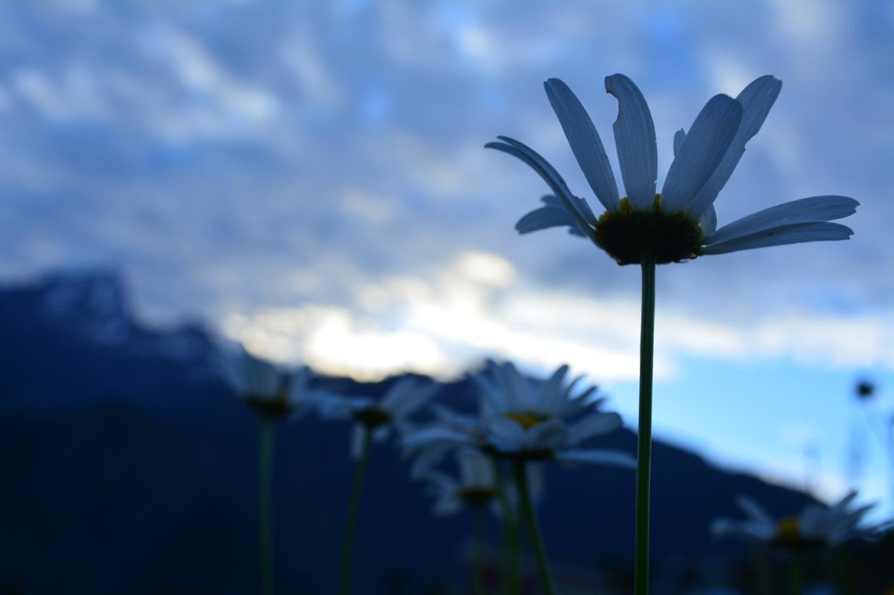 Auli Resort Joshimath Exterior photo